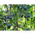 High Quality Wild Blueberry Fruit Seeds For Planting